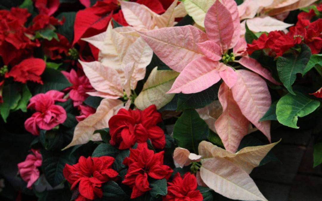 poinsettas, photo used under a creative commons license by flickr user highlimitstudio