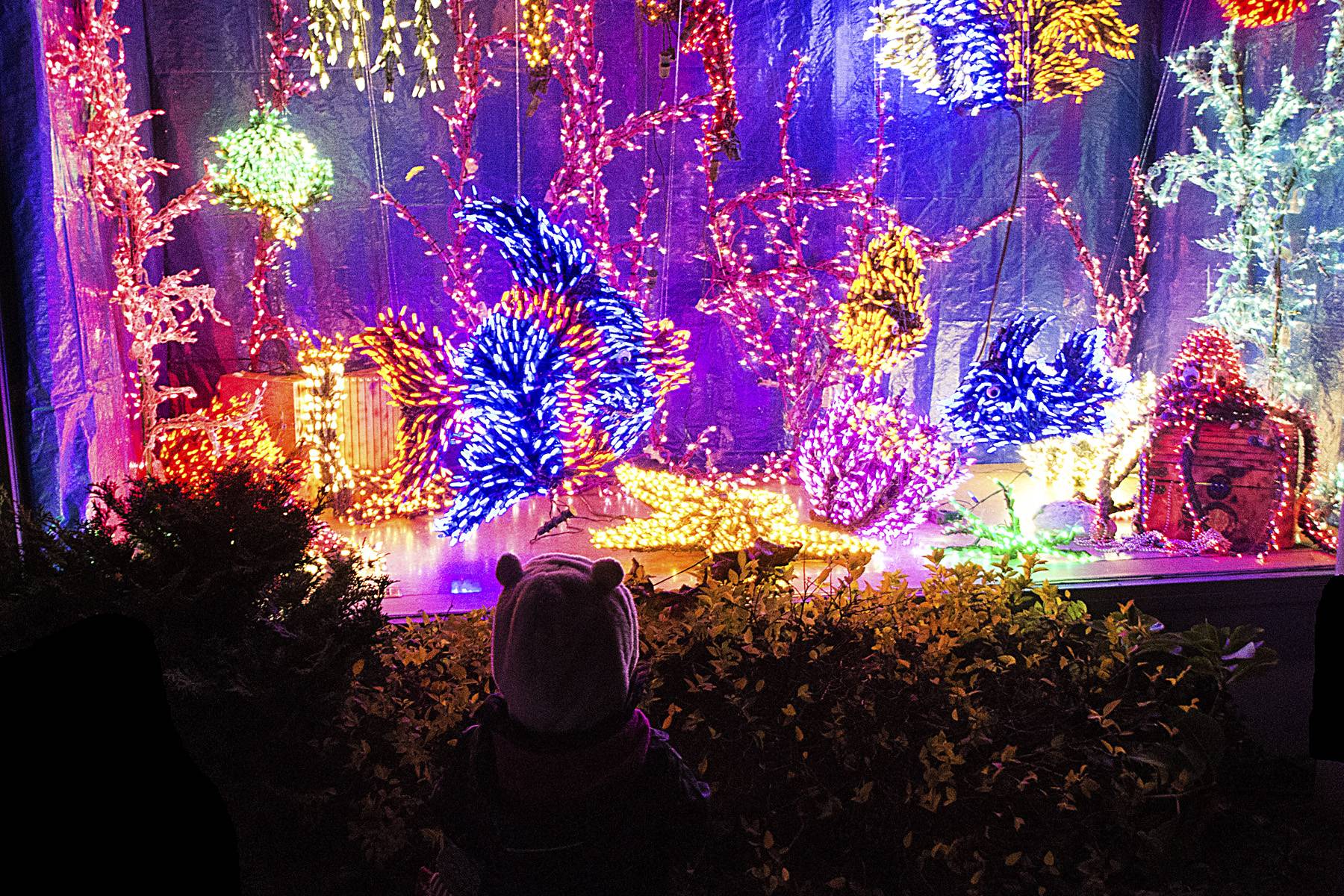 Cleo Raulerson The 425 Show: Cleo Raulerson Bellevue Botanical Garderns d'Lights ...