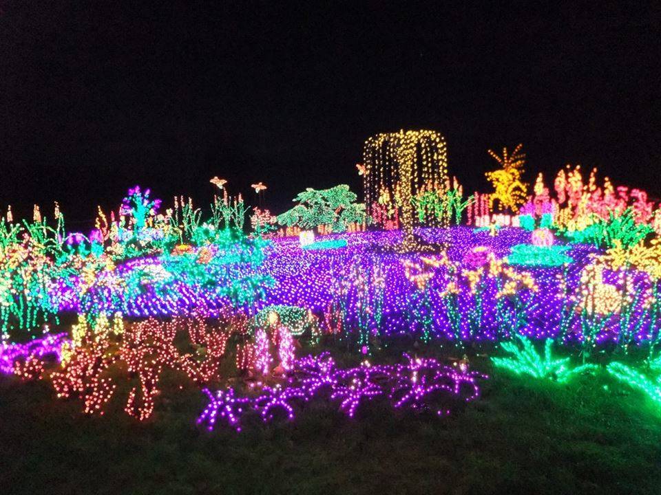 The 425 Show Cleo Raulerson Bellevue Botanical Garderns D Lights